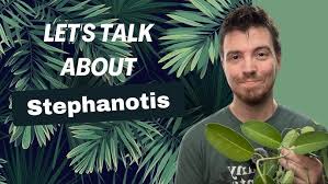 Image result for Marsdenia dregea