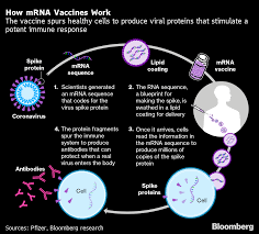 Some of these disciplines include mrna biology, chemistry, formulation & delivery, bioinformatics and protein engineering. Pfizer Pfe Moderna Mrna Covid 19 Vaccines What We Know Do They Work Bloomberg