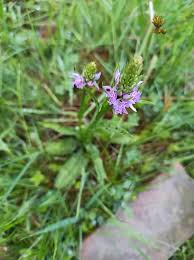 Image result for Bonatea antennifera