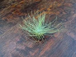 Image result for Tridactyle filifolia