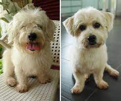 Here S My Baby Before And After Haircut Dog Haircuts Before And After Haircut Puppy Mom