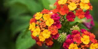 Pin By Tyrone Djenessa Doughty On Lantana Lantana Plant Peperomia Plant Plants
