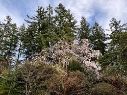 Image result for Magnolia sargentiana