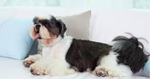 The thug then repeatedly hits the dog on the head, while beckoning his friends, who are all laughing, to keep filming. I Accidentally Cut My Dog While Grooming Her Petcoach