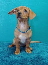 Adopt Carson On Petfinder Chiweenie Dogs Chiweenie Puppies Puppy Adoption