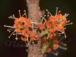 Image result for Embelia