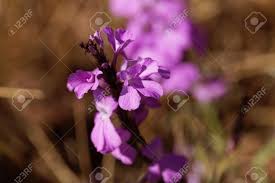 Image result for Striga hermonthica