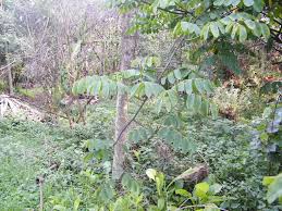 Image result for Mitragyna rubrostipulata