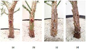 Often organisms rise to pest status because they escape normal control by natural regulating agents. Forests Special Issue Pests And Pathogens Of Urban Trees