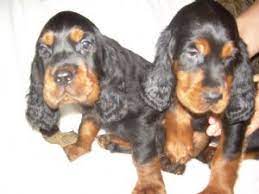 There are 276 gordon setter puppy for sale on etsy, and they cost $17.29 on average. Gordon Setter Puppies For Sale