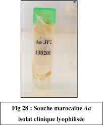 Les huiles essentielles efficaces contre la toux sèche. Evaluation De L Activite Antibacterienne D Huiles Essentielles Marocaines Sur Aggregatibacter Actinomycetemcomitans Etude In Vitro Semantic Scholar