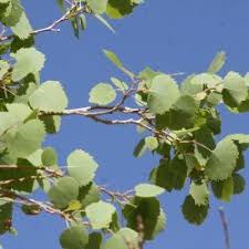 Image result for Salicaceae