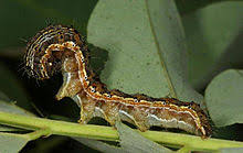 Economic entomology is a field of entomology, which involves the study of insects that benefit or harm humans, domestic animals, and crops. Pest Organism Wikipedia