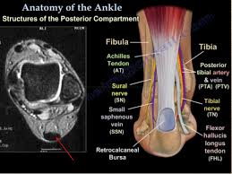Lateral and medial processes of calcaneal tuberosity. Foot Radiological Anatomy Shorouk Zaki