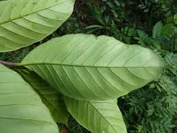 Image result for Funtumia africana