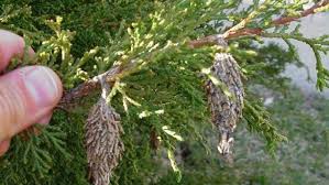 This photo is about cocoons, insects, macro. How To Get Rid Of Bagworms Angi Angie S List