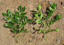 Image result for Albizia glaberrima