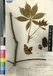 Image result for Calycosiphonia spathicalyx