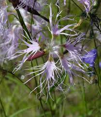 Image result for Dianthus chimanimaniensis