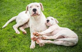Antonio nores martinez desired to create a large, muscular dog that would be an excellent pack hunter while also being good with children. Dogo Argentino Breed Facts Temperament And Care Lovetoknow