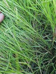 Image result for Paspalum vaginatum