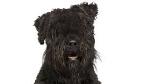 Hondenhok bouvier heeft een windscherm zodat de hond geen last heeft van de wind. Licg Nl Bouvier Des Flandres