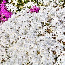 Rather than let this charming beauty bloom lonesomely in a bare patch, give it companion plants and layer your plantings for maximum drama. Snowflake Creeping Phlox Buy At Nature Hills Nursery
