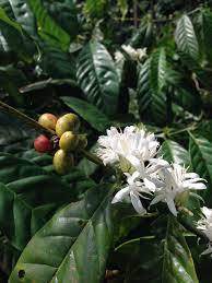 Check spelling or type a new query. Mengenal Kopi Liberika Kopi Langka Beraroma Nangka Halaman 1 Kompasiana Com
