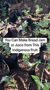 Image result for Uvaria welwitschii