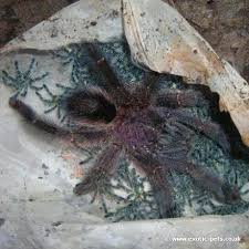 Nie kupuj kota w worku! Amazon Sapphire Pink Toe Ybyrapora Diversipes
