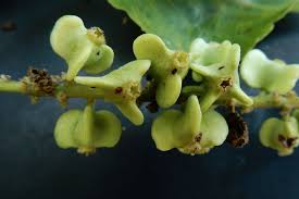 Image result for Gouania tiliifolia