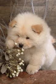 Black And Brown Dog Breeds Medium Top 10 Most Expensive Dogs In The World Topteny Com Cute Animals Lazy Dog Breeds Animals