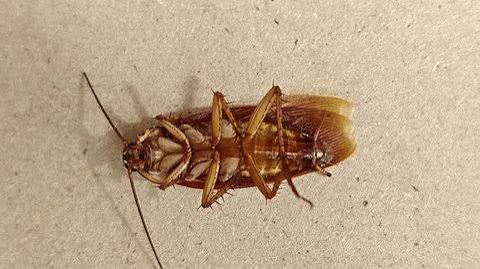 Why Do Cockroaches Flip Onto Their