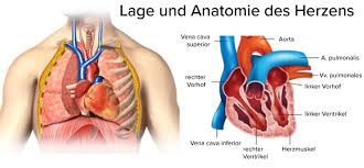 Lerchen geburtshilfliche periduralanästhesie (pda) eine. Persistierender Ductus Arteriosus Deximed