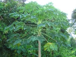 Image result for Carica