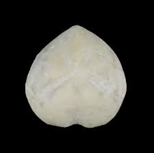 Image result for Micractis