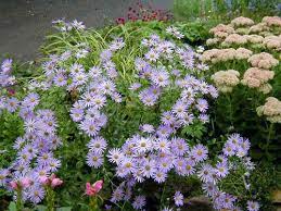 Home Gardening Flower Growing Guides Growing Guide Autumn Garden Colorful Flowers Flower Garden