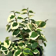 Image result for Ficus pygmaea