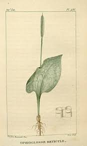 Image result for Ophioglossum