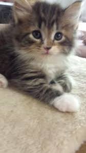 Like their mother, these kittens are 2 polydactyl on their front paws, meaning that they are maine coon in every characteristic, but with extra toes. Maine Coon Cat Pets And Animals For Sale Oregon