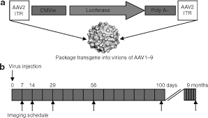 Image result for White 1999 AAV