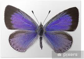 Image result for Celastrina argiolus
