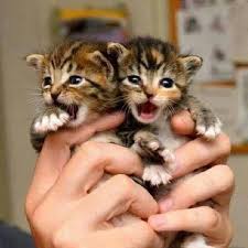 Kittens Cats Deer Cuteness Wild Kittens Cutest Cute Cat Names Baby Cats