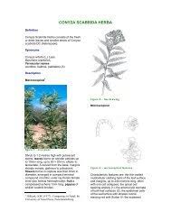 Image result for Tetradenia bainesii