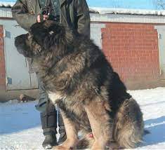 Caucasian Shepherd Dog Caucasian Ovcharka Information And Pictures Caucasian Mountain Dog Caucasian Shepherd Dog Caucasian Dog