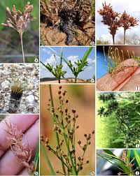 Image result for Hypolytrum goetghebeur