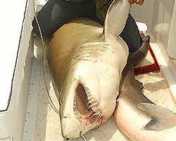 Check spelling or type a new query. Pesca De Tiburon Punta Del Diablo Paseos Y Excursiones