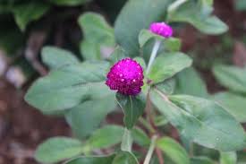 Image result for Nyctaginaceae