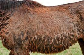 Head To Hoof Senior Horse Health Concerns Expert How To For English Riders