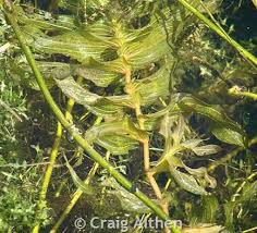 Image result for Potamogeton richardii